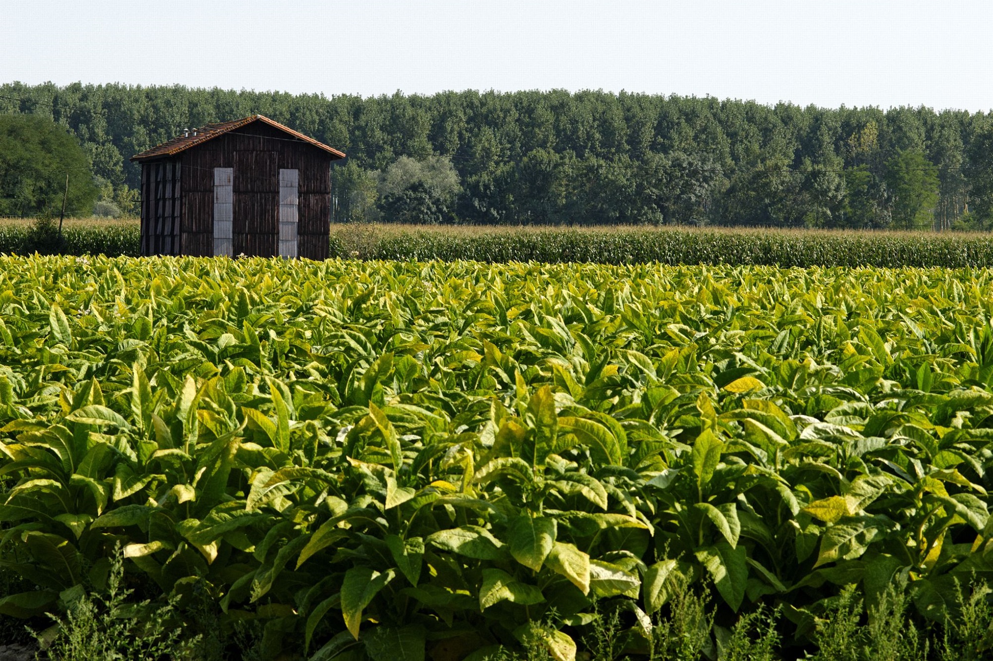 Plantation de tabac dans le Lot-et-Garonne ; séchoir à tabac en arrière-plan. © Roméo Balancourt.